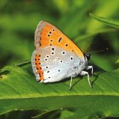Papillon sur une feuille