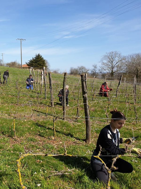 Visuel de l'activité Les VIGNES
