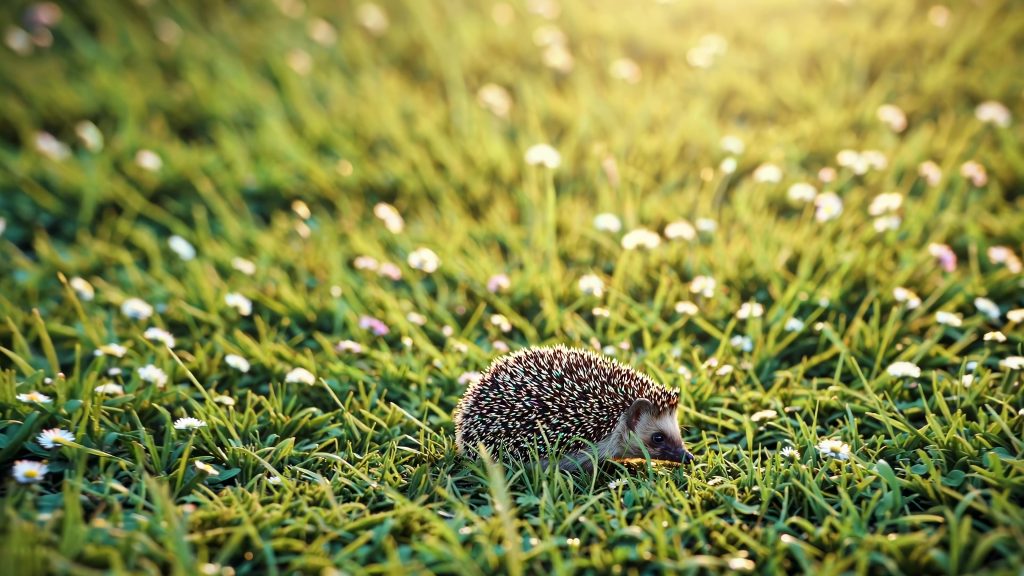 hedgehog explores a sunlit meadow, surrounded by lush green grass and scattered white flowers, creating a serene and natural scene. the warm light enhances the tranquil setting
