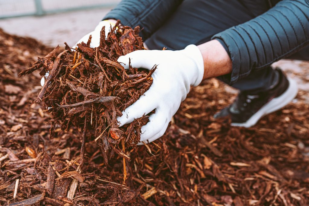 male hands gardening gloves holding wood chips garden mulch