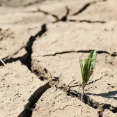 green sprout with dry cracked earth, ecology problems, earth protection, soft selective focus